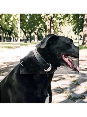 Premium Black Leather Dog Collar with Metal Buckle
